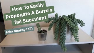 How To Propagate A Burro’s Tail Succulent [upl. by Orlene]