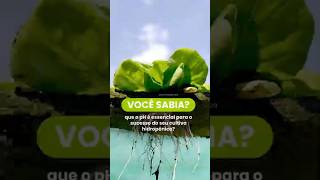 Você sabia que o pH é essencial para o sucesso do seu cultivo hidropônico [upl. by Artcele]