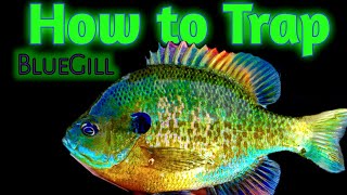 Best ways to Trap Bluegill [upl. by Lamrert993]