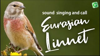 Eurasian Linnet Bird Song Sound Call Chirp Melody  Linnet Chirping [upl. by Oiznun]