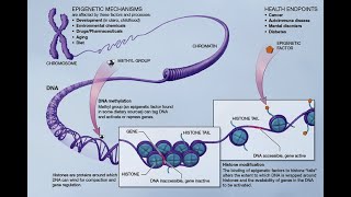 Acetylation and Methylation [upl. by Tyoh]