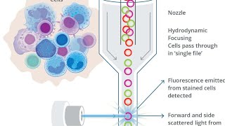 Flow Cytometry [upl. by Isej]