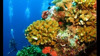 Watch and See Why Diving Peleliu Yellow Wall in Palau is So Spectacular [upl. by Tneciv]