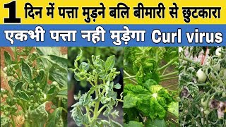 1 दिन में पत्ता मुड़ने बलि बीमारी से छुटकारा  Leaf Curl Virus Control  thrips and mites control [upl. by Eidda]