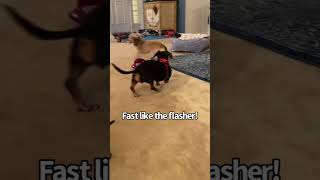 Dachshund Wrestling Match Daphne with the BUTT WHIPS [upl. by Assile296]