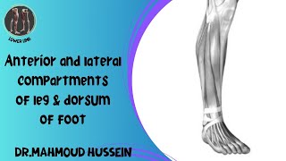 Anterior amp lateral compartments of Leg amp dorsum of foot [upl. by Akyre516]