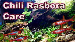 A Tiny Little MUST Have Fish Chili Rasbora Care and Breeding [upl. by Zephaniah]