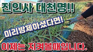 마늘명가 TV20241203 마늘명가의 발빠른 방제및 영양제 마늘밭에 듬뿍 살포 무모했을까요서산마늘 진일파종기 살균 살충 [upl. by Briano765]