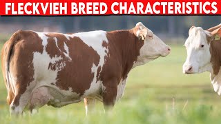 ⭕ FLECKVIEH CHARACTERISTICS ✅ Dairy Cows Cattle FLECKVIEH [upl. by Udelle]