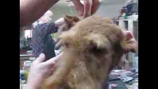 Airedale ears being Glued [upl. by Mueller]