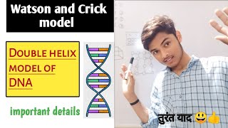 double helix model of DNA 🧬  Watson and Crick model  important topics  Biology [upl. by Derrej]