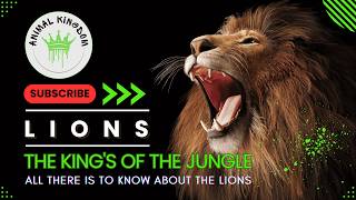 Lions  The KING of the Jungle  NOT What You Think [upl. by Nagel219]