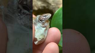 Jeweled Lacerta Hatching reptile lizard petreptile [upl. by Orran126]