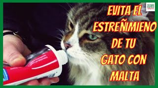 MALTA PARA GATOS 💚LAXANTE NATURAL PARA EL ESTREÑIMIENTO POR BOLAS DE PELO EN GATOS [upl. by Caldera]