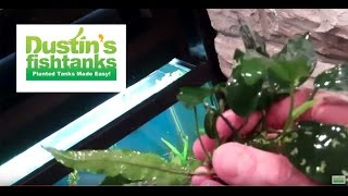 How to plant Rhizomes in aquarium Anubias and Java Fern [upl. by Sheppard]