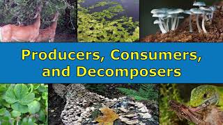 Producers Consumers and Decomposers Overview [upl. by Peatroy320]