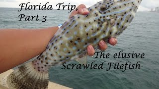 Fishing for Scrawled Filefish  Florida Fishing Trip Part 3 Fort Lauderdale FL [upl. by Sidonnie969]