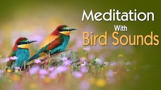 Meditation With Bird Sounds  Relaxing Meditation  Relaxing Music [upl. by Jentoft]