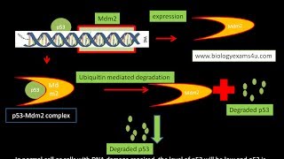 p53 mdm2 Interaction [upl. by Aihc]