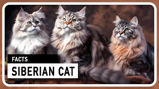 The Siberian Cat  A majestic and family friendly hunter [upl. by Siulesoj]