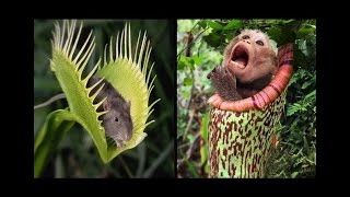 Most Dangerous Plants That Eat Animals  Zafar Informative [upl. by Sanoy]