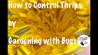 How to Control Thrips by Gardening with Bugs [upl. by Jariv]