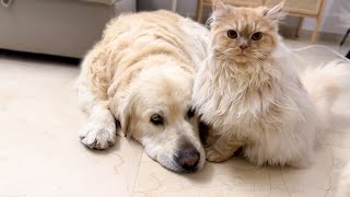 Funny Cat Refuses to Left Golden Retrievers Alone [upl. by Yrtua]