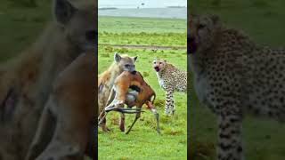 Why do we feel bad when a hyena snatches a kill from a cheetah50My opinion is quotwhen cheetahs [upl. by Atiniuq]