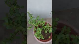 Lucky plant jade Crassula ovata  jade Crassula luckyplants plants gardening terracegardning [upl. by Eiramnwad]