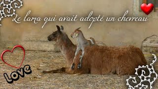 Le lama qui avait adopté un chevreau [upl. by Gean]