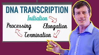 DNA Transcription Made EASY  Part 1 Initiation 🐣 [upl. by Eniaral41]