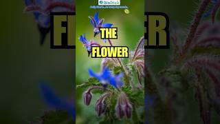 The Flower  Morphology of Flowering Plants  Class 11 Biology  NEET  NCERT floweringplant [upl. by Akinyt]