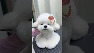 Bichon Haircut！ petgrooming pets petgroomingscissors [upl. by Annissa]