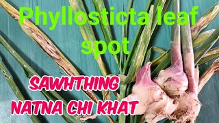 Sawhthing natna chi khat  Phyllosticta leaf spot [upl. by Nesmat550]