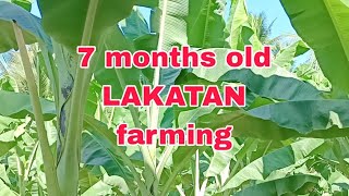 7 months oldlakatan farming [upl. by Mezoff]