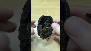 【飼育紀錄】開箱 烏干達大角花金龜 土繭🥚BEETLE UNBOXING “Mecynorhina torquata ugandensis”｜𝐓 𝐇 𝐘｜昆蟲｜攝影｜ [upl. by Jacky515]