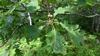 Quercus rubra Northern Red Oak [upl. by Isyak]