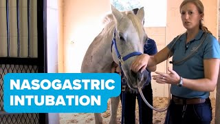 Equine Training Nasogastric Intubation [upl. by Acinhoj]