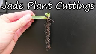 How To Propagate Jade Plants From Cuttings [upl. by Perr302]