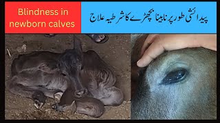 Blindness in newborn calves  Hypovitaminosis A in calves  Dr Mueenuddin [upl. by Annavoig894]