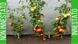 Pomodoro innestato il raccolto è maggiore del 70 🍅🍅🍅 [upl. by Devehcoy720]