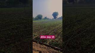 अफीम किसान।day 15farming afimkisan animalsounds shortvideo farmimg agricluture poppycps [upl. by Etnomaj]