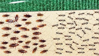 1000 Cockroaches Versus 1000 Ants Who Will Win [upl. by Gusba557]