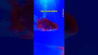 Oranda Goldfish Breeding shorts goldfish orandagoldfish oranda orandafish goldfishfry [upl. by Orvil579]