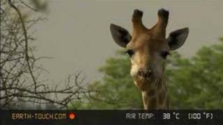 Giraffes at the San Diego Zoo in HD [upl. by Ahtanamas]