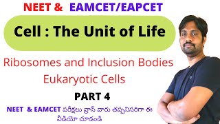 Ribosomes  Inclusion Bodies  Eukaryotic Cells  Cell The Unit of Life  PART 4 [upl. by Pokorny]