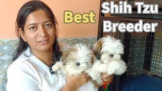 shih tzu breed dog price  kci registered shih tzu breeders in india  SWEETDEZELA KENNELS Surat [upl. by Rayford]