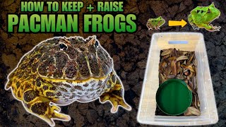 PACMAN FROGS HOW TO KEEP AND RAISE PACMAN FROGLETS [upl. by Silohcin]