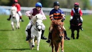 Shetland pony racing [upl. by Meldon614]