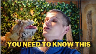 What you should know before bringing home an iguana Lizardthebuddy [upl. by Mera599]